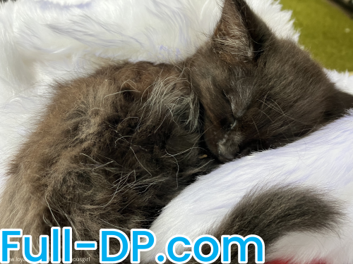 anonymousgirl @anonymousgirl LoyalFans Full Size header Picture (HD)