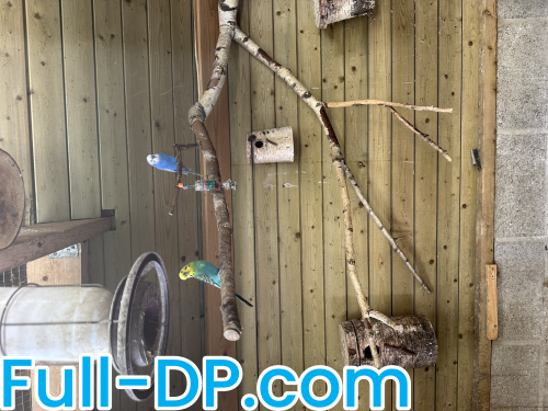 Bambie @bambie F2F Full Size header Picture (HD)