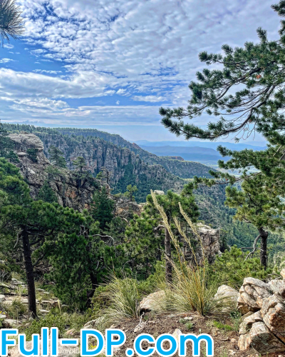 blueberreeHI @blueberreehi LoyalFans Full Size header Picture (HD)