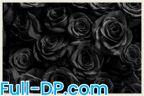 OkamiBabe @cutebabeokami LoyalFans Full Size header Picture (HD)