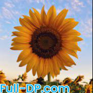 Profile picture of jessy98