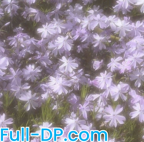 Goddess Alyssa @Lyss420xox LoyalFans Full Size header Picture (HD)