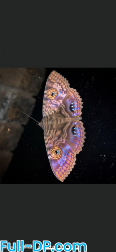 Nicole23499 @nicole23499 LoyalFans Full Size header Picture (HD)