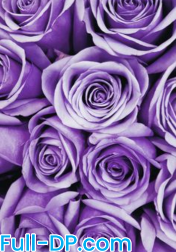 PrincessBunny @princessbunny F2F Full Size header Picture (HD)