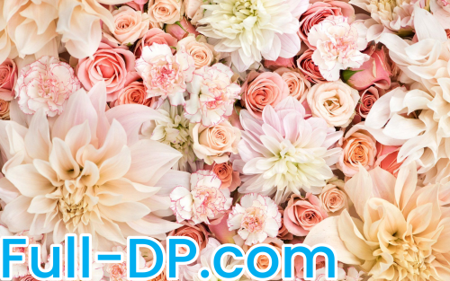 Princess Ophelia @princessophelia LoyalFans Full Size header Picture (HD)