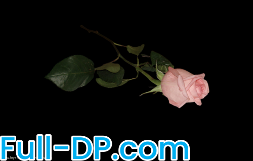 Princeza Ewa @princezaewa LoyalFans Full Size header Picture (HD)