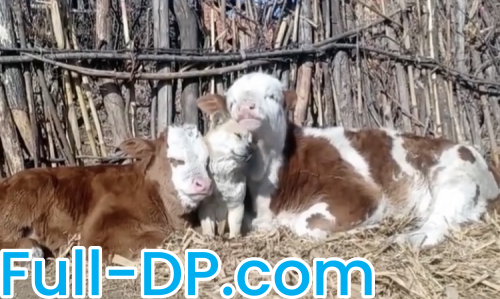 Sbellum @sbellumu OnlyFans Full Size header Picture (HD)