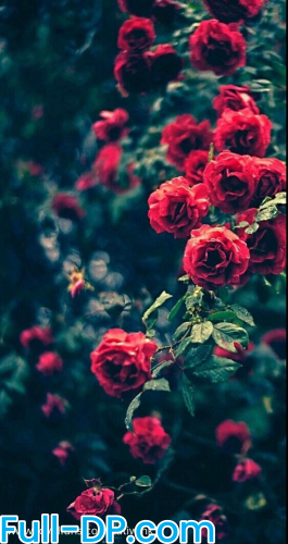 TatiWink @tatiwink LoyalFans Full Size header Picture (HD)